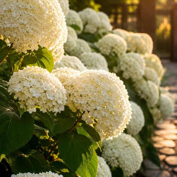 Hydrangea arborescens Strong Annabelle container (P19) Wit, Tuin en Terras, Verzenden, Overige soorten, Halfschaduw