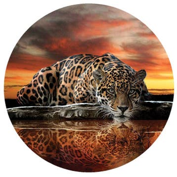 Behangcirkel Jaguar, Jaguar Muursticker, Panter, Tijger,, Verzenden, Behangcirkel, muurcirkel, roofdieren