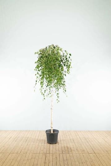 Betula pendula Youngii treurvorm 12/14, Tuin en Terras, Planten | Tuinplanten