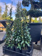 Groene Klimop, Bonte Klimop  & Klimjasmijn !, Vaste plant, Halfschaduw, Zomer, Ophalen