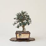 Bonsai van Olea sylvestris in een pot met handgeschreven
