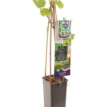 Druif Regent container (P11) Groen, Verzenden