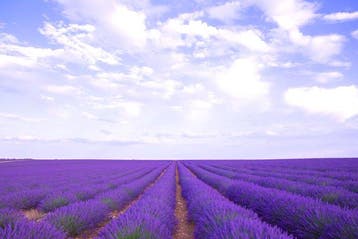 Viet Ha Tran - Song of purple II