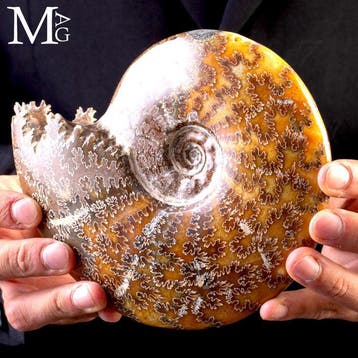 Ammoniet fossiel - Aioloceras (Cleoniceras) sp. - Zeer