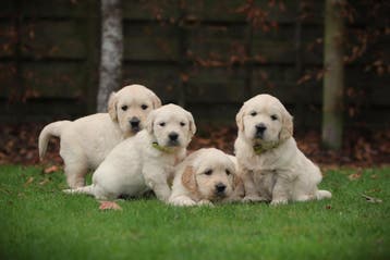 Golden Retriever pups, geteste ouders, met stamboom, Dieren en Toebehoren, Honden | Retrievers, Spaniëls en Waterhonden, België