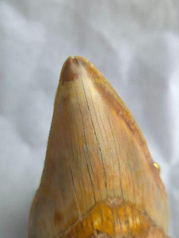Dubble tipped Megalodon tooth - Fossiele tand - Otodus