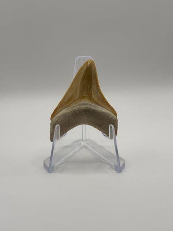 Megalodon - Fossiele tand - Otodus Megalodon - 4.50 cm