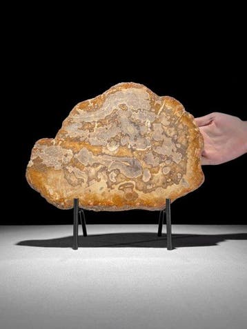 Prachtige plak versteend hout op een op maat gemaakte