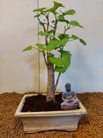 Ginkgo bonsai (Ginkgo biloba) - Hoogte (boom): 32 cm -