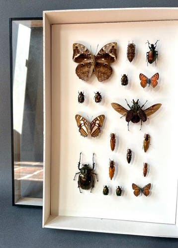 Vlinder Taxidermie volledige montage - Lepidoptera - 39 cm -, Verzamelen, Dierenverzamelingen, Nieuw