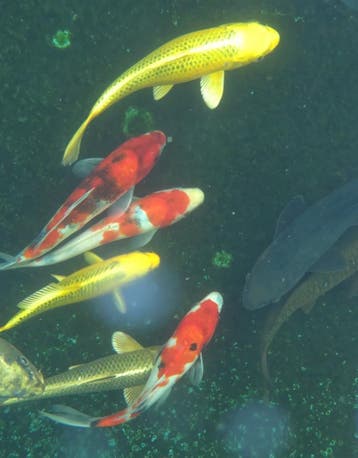 Actiebak week 33 | Hirasawa Tosai Koi vanaf €40 p.s., Dieren en Toebehoren, Karper of Koi
