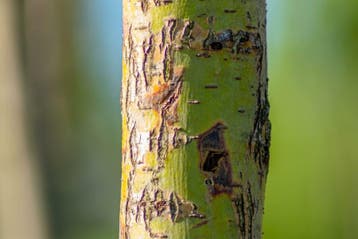 Salix alba Chermesina meerstammig 200-250