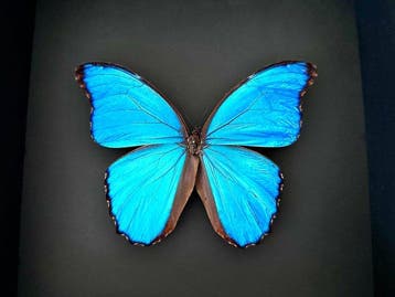 Vlinder Taxidermie volledige montage - Morpho Didius du, Nieuw