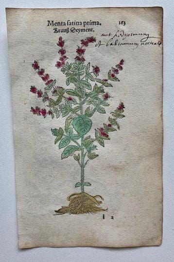 Leonhart Fuchs - Primi de stirpium historia commentariorum