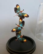 Insekt Taxidermie volledige montage - Pyrops gunji - 21 cm -, Nieuw