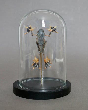 Kikker Taxidermie volledige montage - Racophorus reinwardtii
