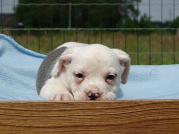 Old English Bulldog pups! | Mogen mee! Hartelijk welkom, Parvo, Nederland, 8 tot 15 weken, Bulldog