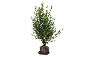 Liguster, Haagliguster, Ligustrum ovalifolium Snelgroeiend!, Ophalen of Verzenden, Liguster, Haag, 100 tot 250 cm