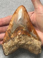 Grote Megalodon-tand, 13,0 cm - Fossiele tand - Carcharocles