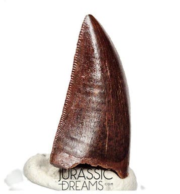 Dinosaurustand van Carcharodontosaurus saharicus - Kem Kem