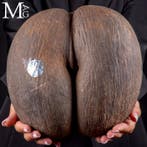 Coco De Mer - Coco de Fesses - De Grootste Zaad ter Wereld -