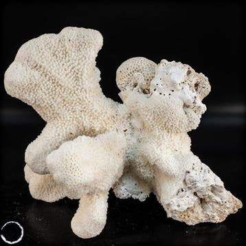 Natuurlijk wit tafelkoraal - EU-exclusief - Acropora