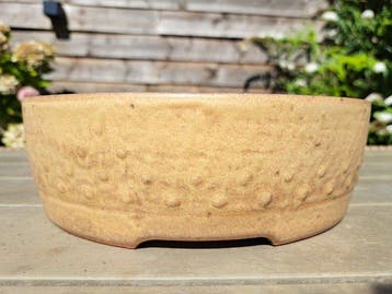 Bonsaischaal 24cm x 7cm - geglazuurd - Hoogte (boom): 0 cm -