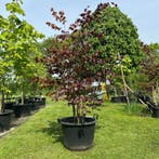 Fagus sylvatica atropunicea (Rode beuk)