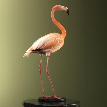 Cubaanse Flamingo Taxidermie Opgezette Dieren By Max, Verzamelen, Ophalen of Verzenden, Nieuw, Vogel, Opgezet dier