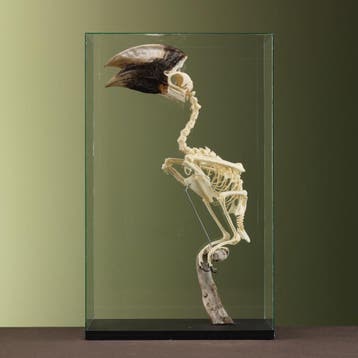 Witpootneushoornvogel M Skelet, Ophalen of Verzenden, Nieuw, Vogel, Opgezet dier