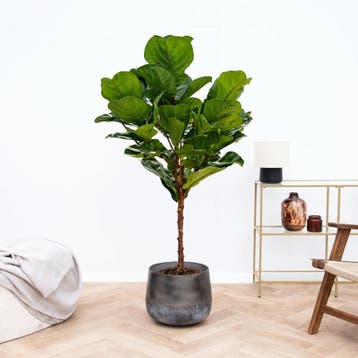 Green Bubble - Ficus Lyrata op stam - 150cm - Ø24 cm, Ophalen of Verzenden