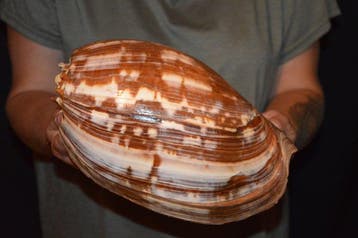 Zeeslak Zeeschelp - S-479 MELO AMPHORA, Nieuw