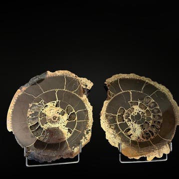 Zeldzaam exemplaar - Ammoniet Speetoniceras Versicolor -