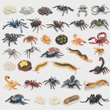 Montessori Levenscyclus Insecten Speelgoed: Spin, Duizendpoo