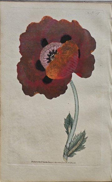 William Curtis (1746 /1799) - Papavero orientale The