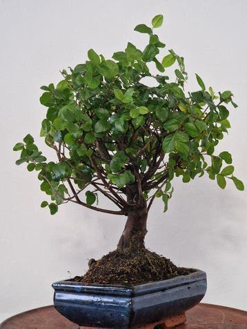 Liguster bonsai (Ligustrum) - Hoogte (boom): 27 cm - Diepte
