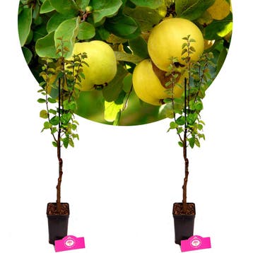 Cydonia oblonga Kweepeer + Pot 9cm 2 stuks, Verzenden, Halfschaduw