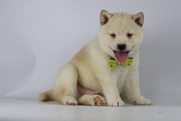 Shiba Inu Pups - wit / creme kleurig, Dieren en Toebehoren, België, 8 tot 15 weken, Rabiës (hondsdolheid), Poolhond