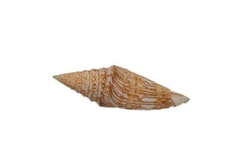 Legendarische diepzeeraraat: Conus excelsus (69 mm) –, Verzamelen, Nieuw
