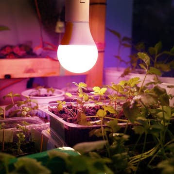 LED Plantengroeilamp PLANTY GS E27 11W - 1200K - Voor Gro..., Ophalen of Verzenden, Nieuw
