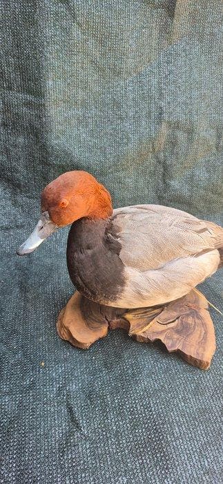 Milouin-eend Taxidermie wandmontage - Aythya ferina -, Nieuw