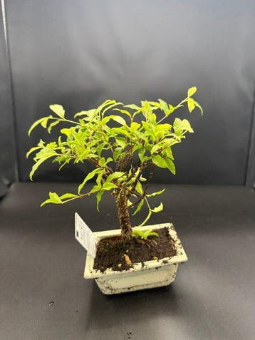 Sageretia bonsai (Sageretia theezans) - Hoogte (boom): 20 cm