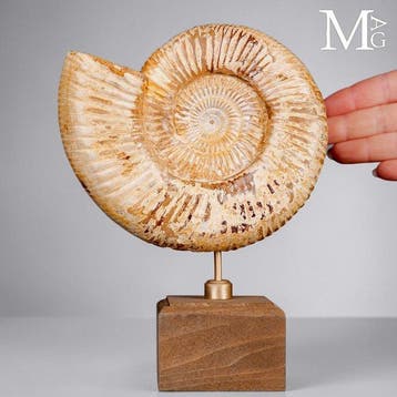Perisphinctes - Jurassische elegantie op een houten sokkel