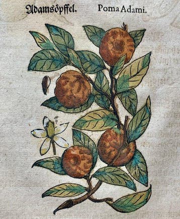 Pietro Andrea Mattioli - Original hand-colored leaf from