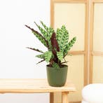 Green Bubble - Calathea Insigne - 60 cm - Ø17 cm, Ophalen of Verzenden