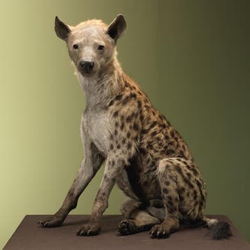 Gevlekte Hyena Taxidermie Opgezette Dieren By Max, Verzamelen, Ophalen of Verzenden, Nieuw, Wild dier, Opgezet dier