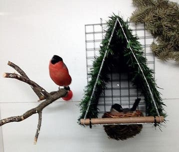 Prachtige vogel nesten en Bali spreeuwen, Dieren en Toebehoren, Vogels | Overige Vogels, Meerdere dieren, Wildzangvogel, Geringd