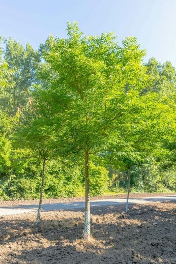 Phellodendron amurense hoogstam 10/12