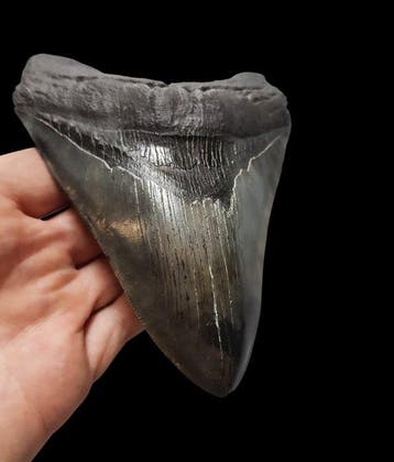 Megalodon - Fossiele tand - 14.2 cm - 10.7 cm, Verzamelen