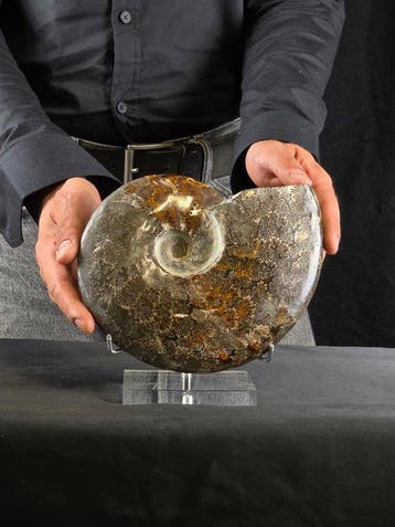 Ammoniet - Gefossiliseerd dier - Ammonite Cleoniceras on